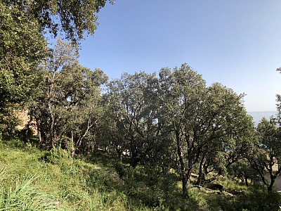 TERRAIN A VENDRE - BRANDO - 1660 m2 - 375 000 €