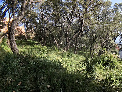 TERRAIN A VENDRE - BRANDO - 1660 m2 - 375 000 €