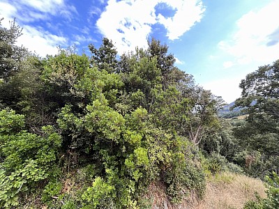 TERRAIN A VENDRE - CERVIONE - 1860 m2 - 70 000 €